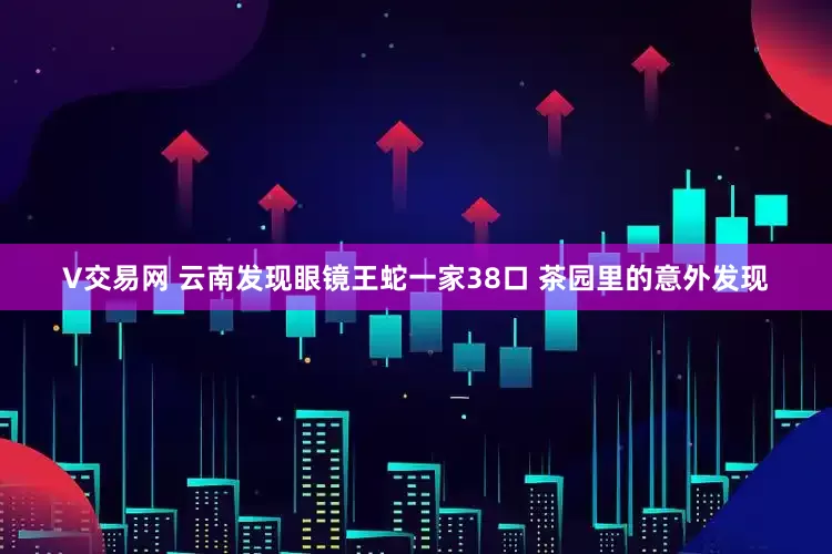 V交易网 云南发现眼镜王蛇一家38口 茶园里的意外发现